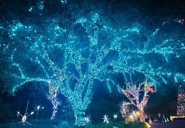 Experience a Warm Winter in Phoenix: Christmas Light Festivals