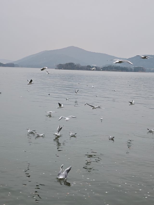 無錫親子遊‖蠡湖大橋餵海鷗水上摩天輪