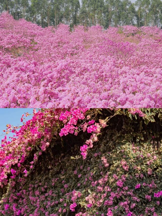 美麗的花海