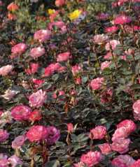 深圳賞花好去處！油菜花、月季花開得太好啦！