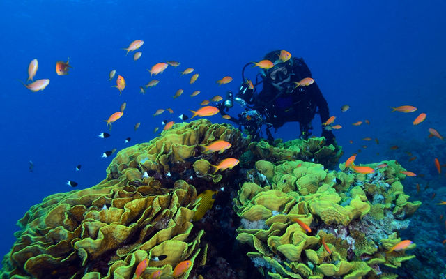 芭堤雅潛水探索格蘭島