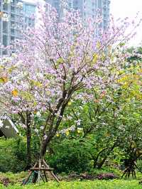 廈門南湖公園四季五彩繽紛，休閒好地方！