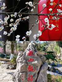 杭州超山，江南賞梅勝地。