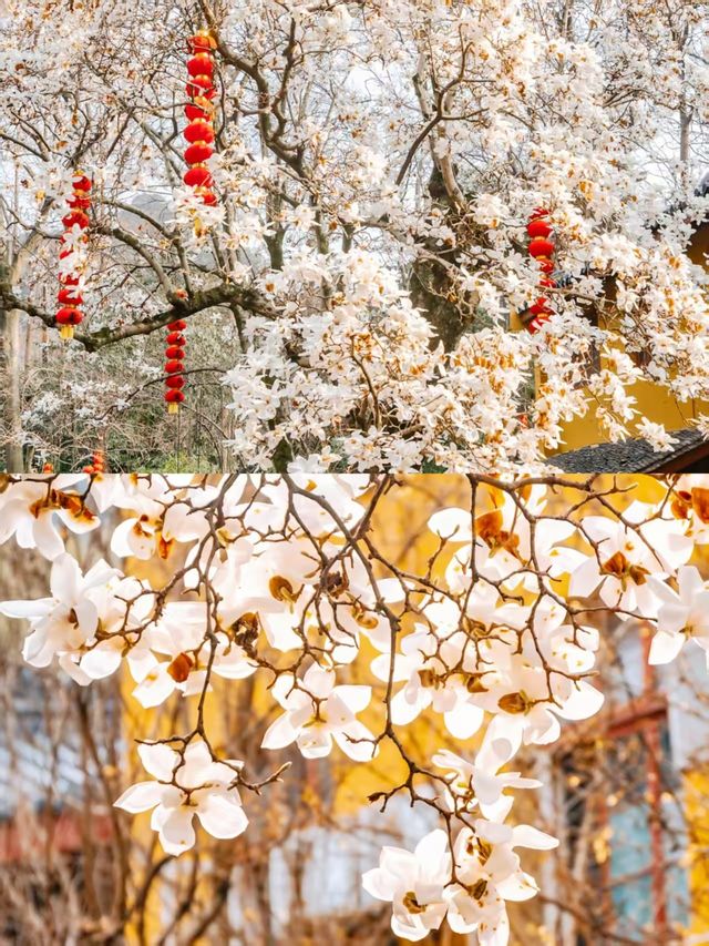 法喜寺500年玉蘭花將綻 | 超詳遊玩路線