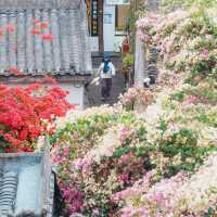 深圳爆紅三角梅海🌺 甘坑古鎮美到哭