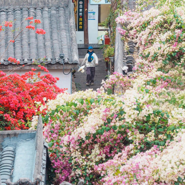 深圳爆紅三角梅海🌺 甘坑古鎮美到哭