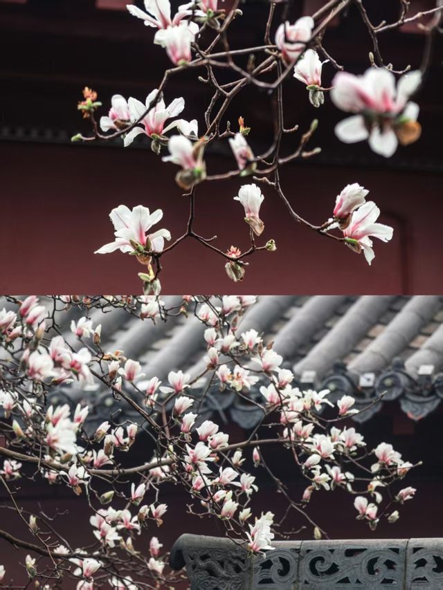 三月的武漢，錯過長春觀的玉蘭花我會哭！