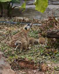 廣州動物園20元的快樂