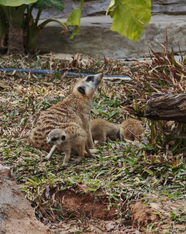 廣州動物園20元的快樂