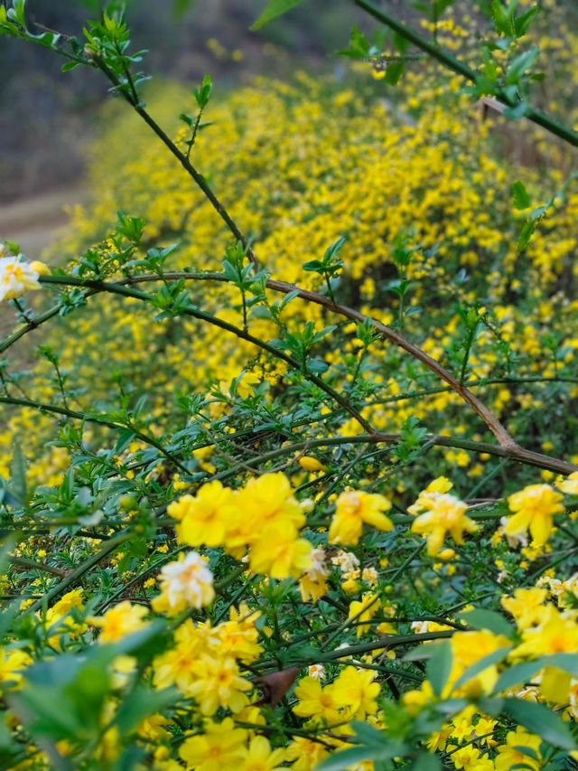 簡陽鰲山公園，春回大地