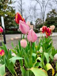 春日免費遛娃必選！賞花玩樂探索之旅一站式搞定