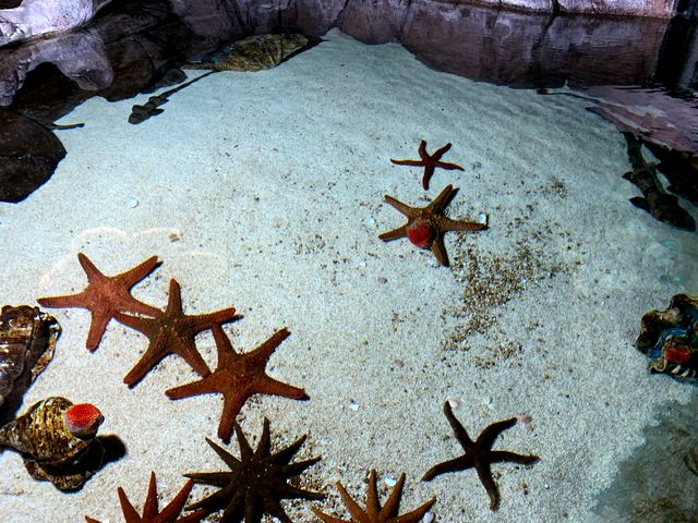 海邊的海洋世界