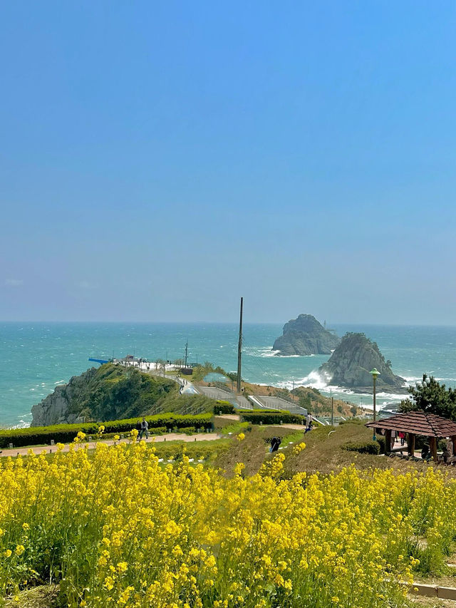 追着春天去旅行！釜山春日賞花體驗！