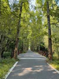 踏入這片綠色淨土，東平國家森林公園有多寶藏？