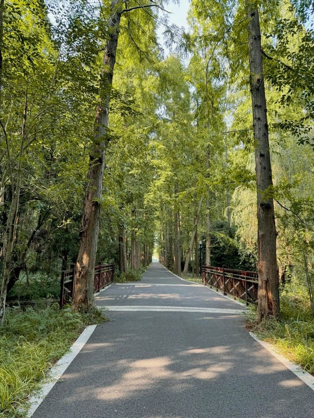 踏入這片綠色淨土，東平國家森林公園有多寶藏？