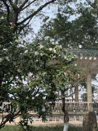 重慶鵝嶺公園山茶花傲然綻放，中式意境十足！