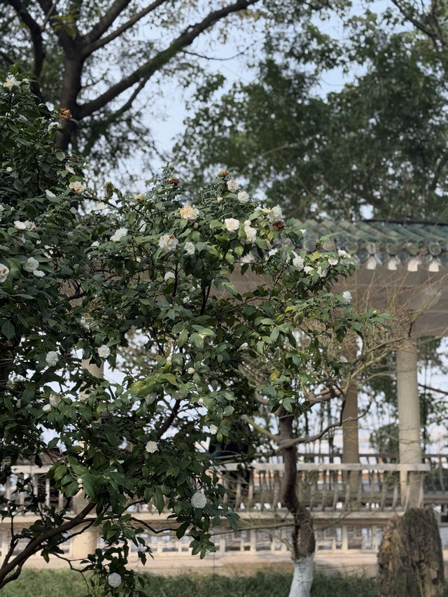 重慶鵝嶺公園山茶花傲然綻放，中式意境十足！