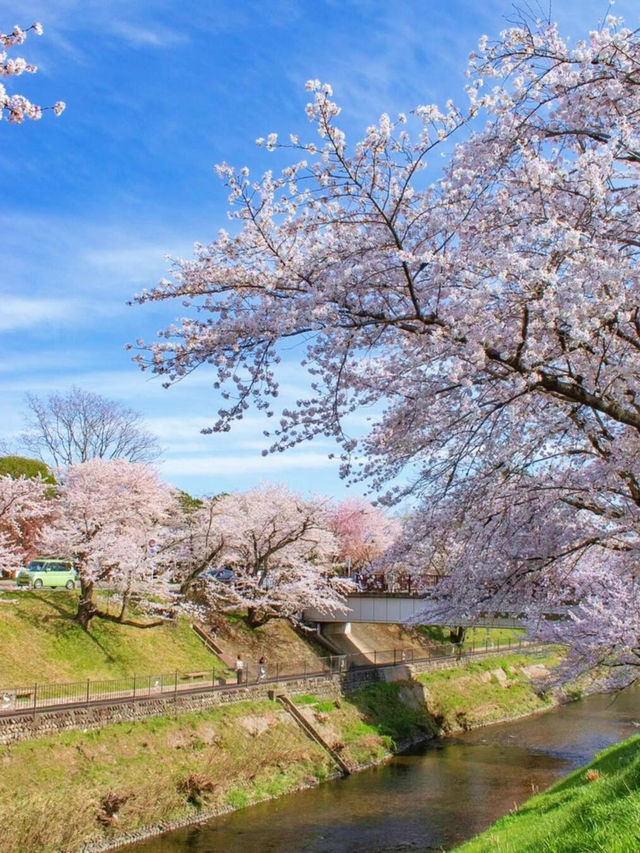 🌸去名古屋赴一場粉色櫻花之約