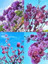 春日限定！後海中心公園風鈴花海全攻略