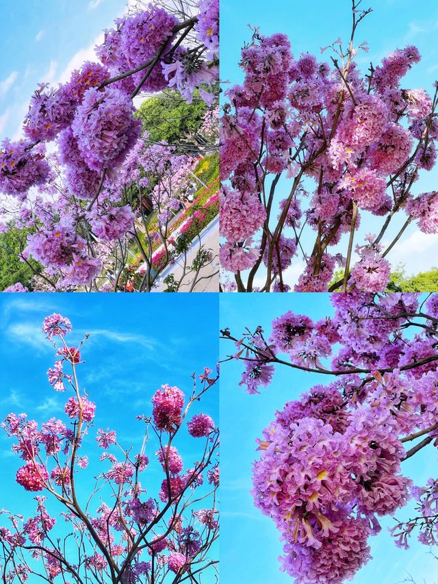 春日限定！後海中心公園風鈴花海全攻略
