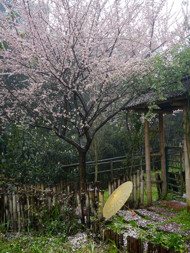 山里罗罗民宿丨被花海包围的山野秘境！