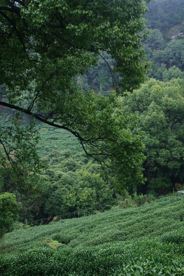 雨中上山探西湖茶園