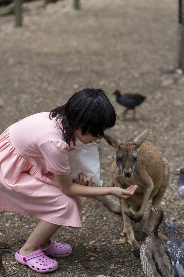 在黃金海岸的可倫賓野生動物保護區抱了樹熊餵了袋鼠
