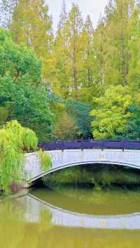 東平國家森林公園：如何避開旅遊高峰期？