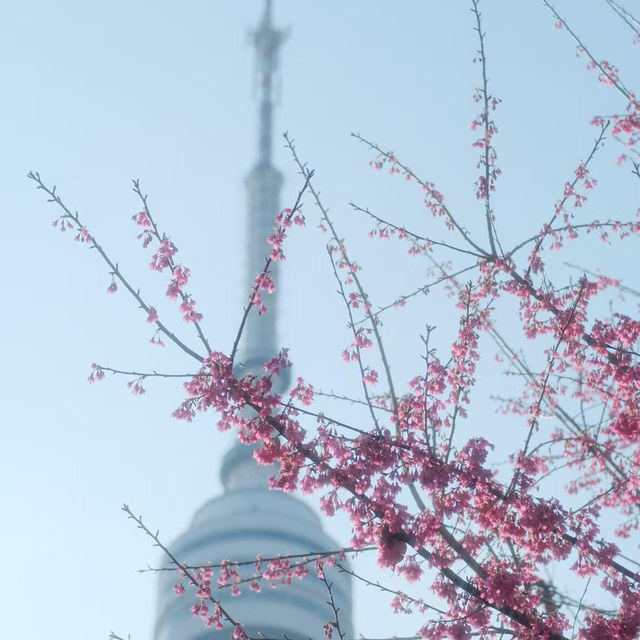 這是武漢最早盛開的櫻花了吧🌸