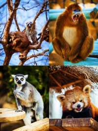 5. 北京野生動物園隱藏玩法，99% 的人都不知道？