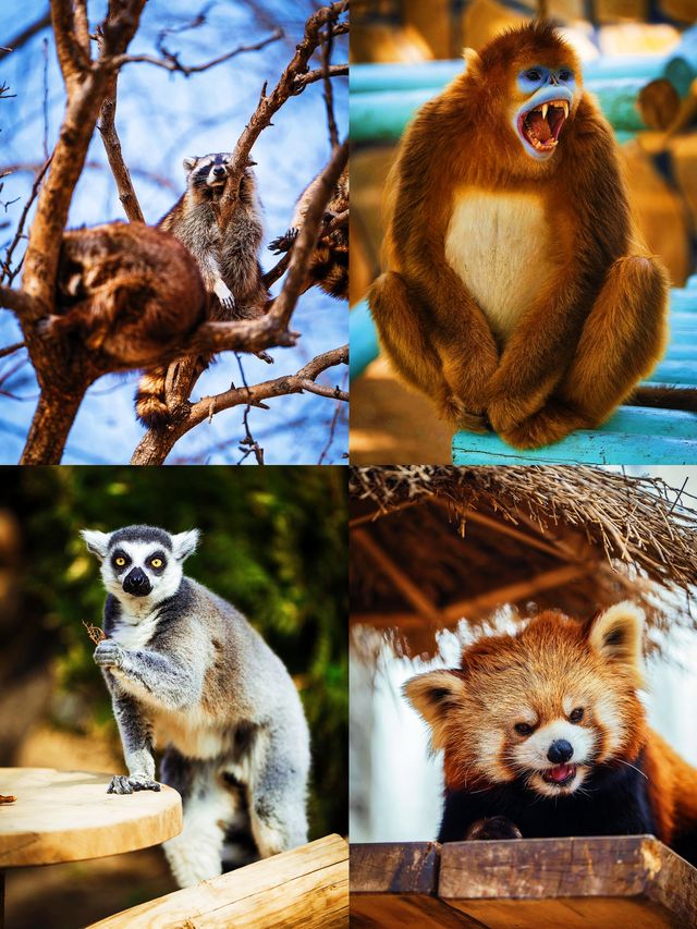 5. 北京野生動物園隱藏玩法，99% 的人都不知道？