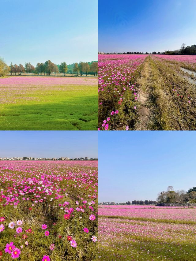 400000平方米的格桑花海，就在廣東！