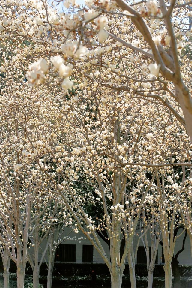 3.19上海的白玉蘭實在是太美了🌸