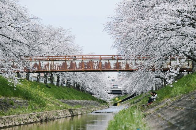 Discover the Hidden Cherry Blossom Gem of Saho River in Nara