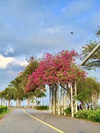 海風與椰影：東海岸公園的悠然時光