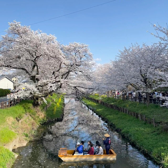 🇯🇵東京賞櫻倒計時！呢個賞櫻地我非推薦不可
