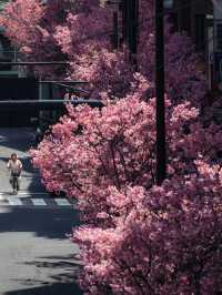 東京賞櫻全攻略：春日櫻花盛宴的完美指南！