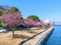 在日本四國德島中央公園欣賞櫻花