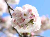 🌸Trip接送機|日本春日出遊指南·關西篇1