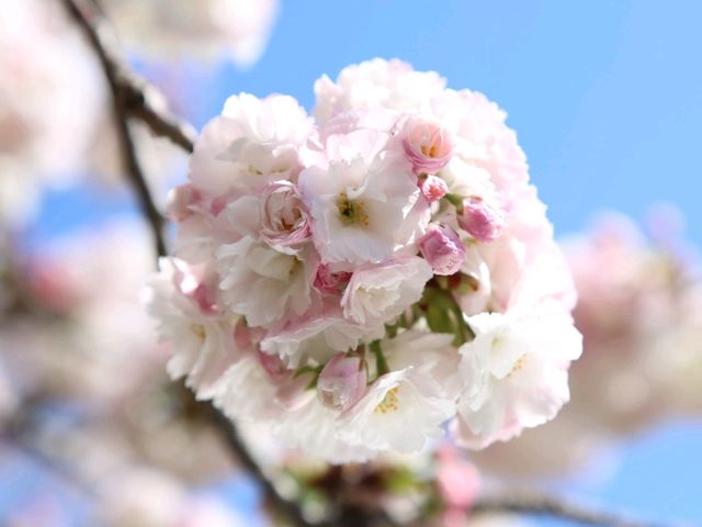 🌸Trip接送機|日本春日出遊指南·關西篇1