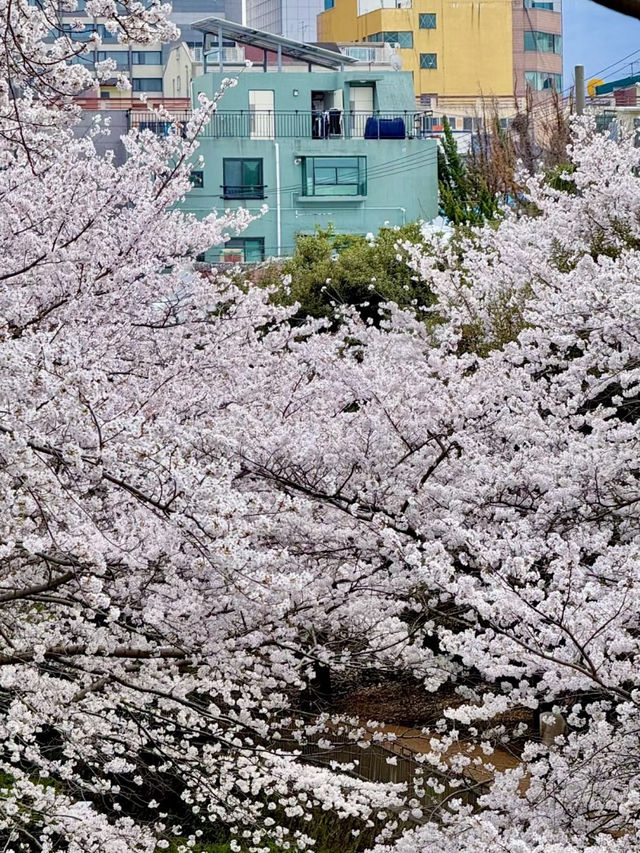 濟州大學櫻花大道，學府裡的春日詩篇