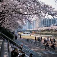 釜山追櫻必衝！溫泉川公園美到破防🥺🌸