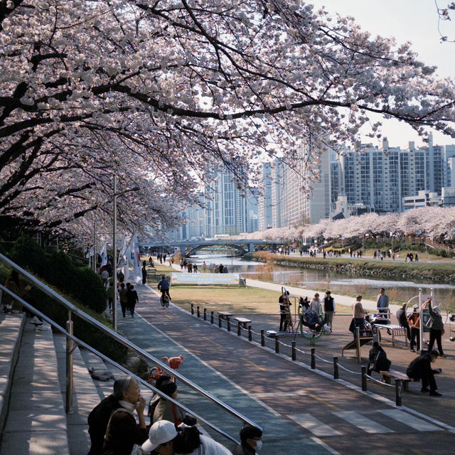 釜山追櫻必衝！溫泉川公園美到破防🥺🌸