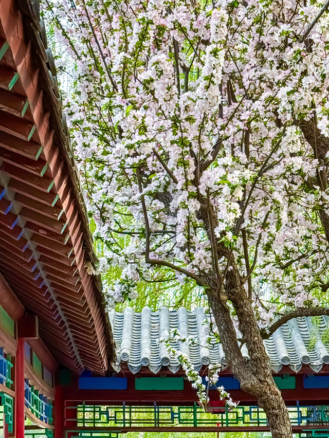 濟南四月頂流！大明湖海棠花開，美到犯規！