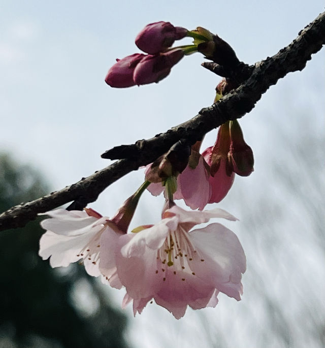 顧村公園賞早櫻
