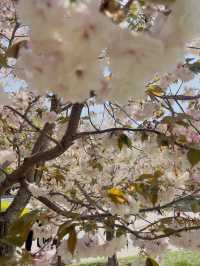 Cherry blossoms at Yuyuan Park Beijing