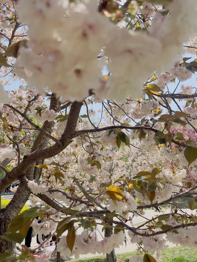 Cherry blossoms at Yuyuan Park Beijing