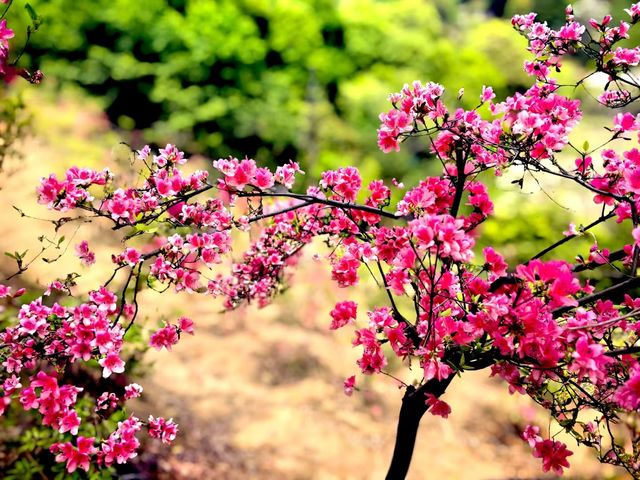 象公山的杜鵑開了
