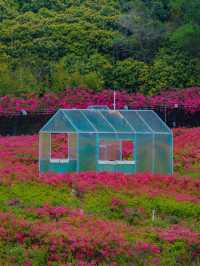 🌸深圳隱世花谷|簕杜鵑谷公園全攻略🌿