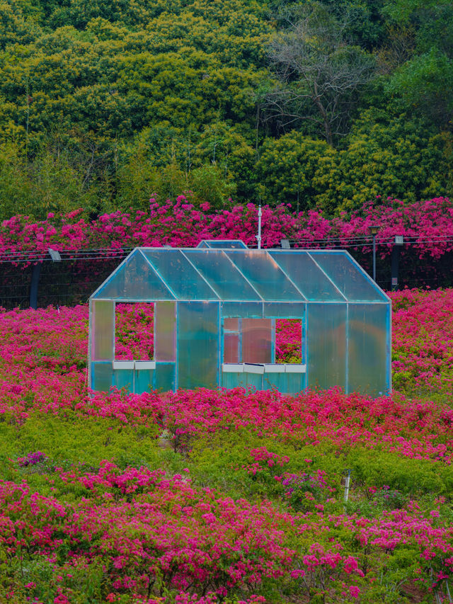 🌸深圳隱世花谷|簕杜鵑谷公園全攻略🌿 🌸深圳隱世花谷|簕杜鵑谷公園全攻略🌿